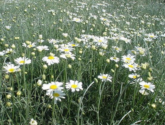 Pyrethrum seed Chrysanthemum 